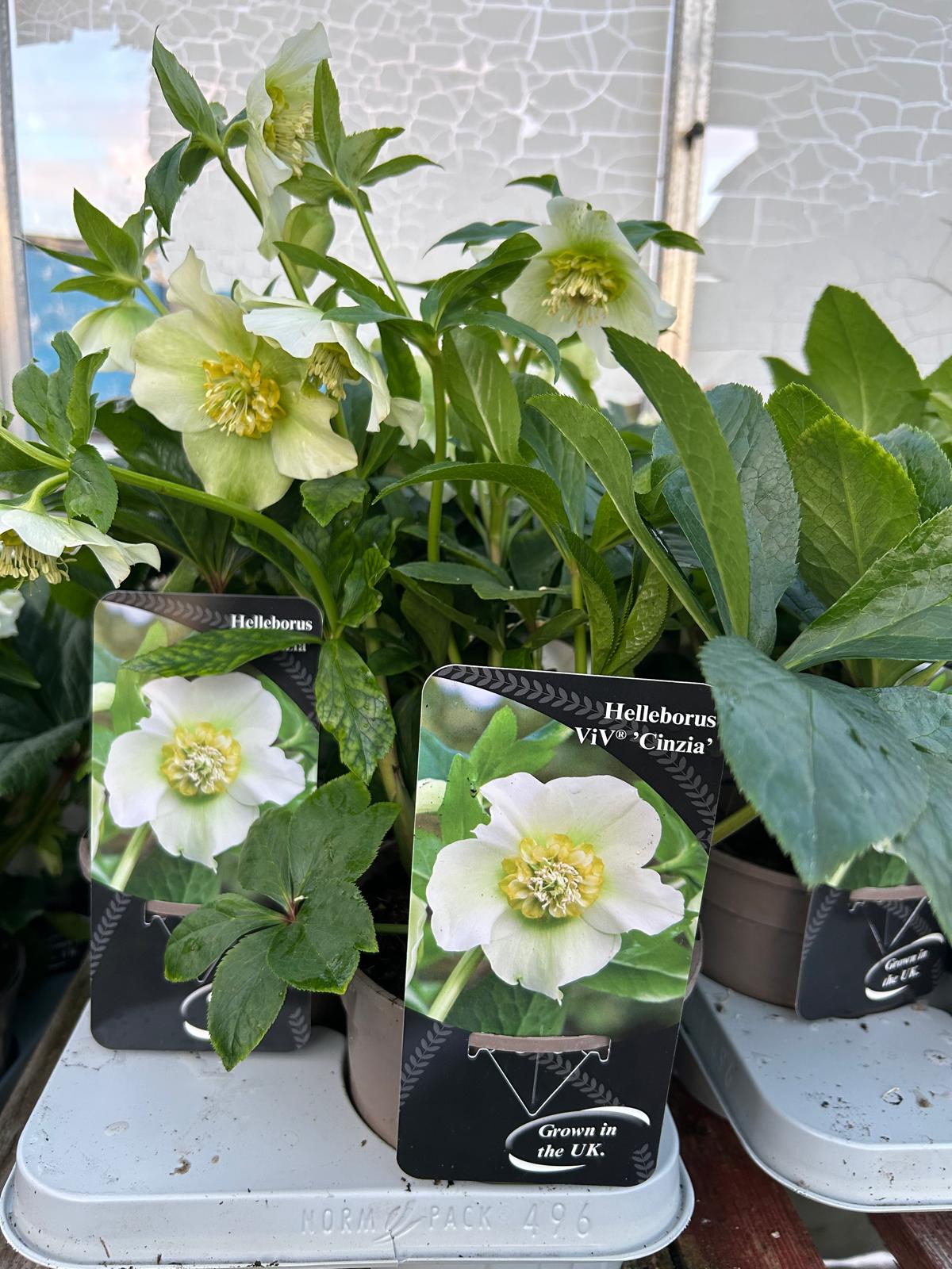 Helleborus-ViV Cinzia (local delivery & collection only)