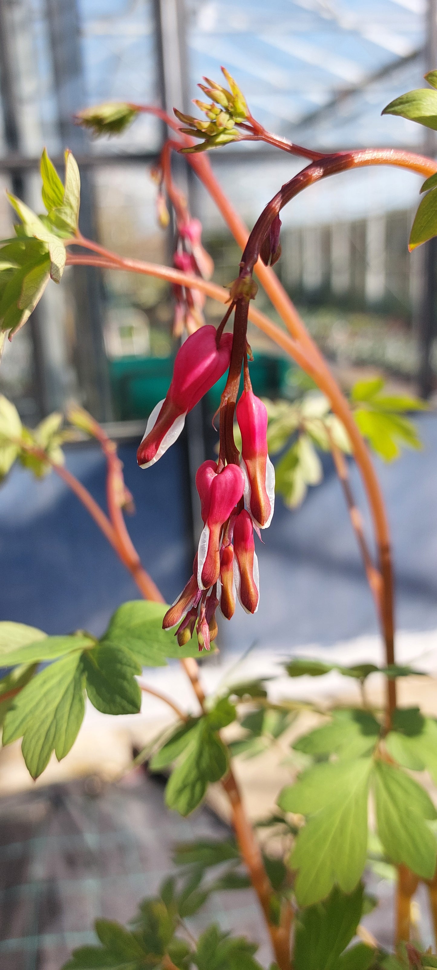 Bleeding Heart (Dicentra)