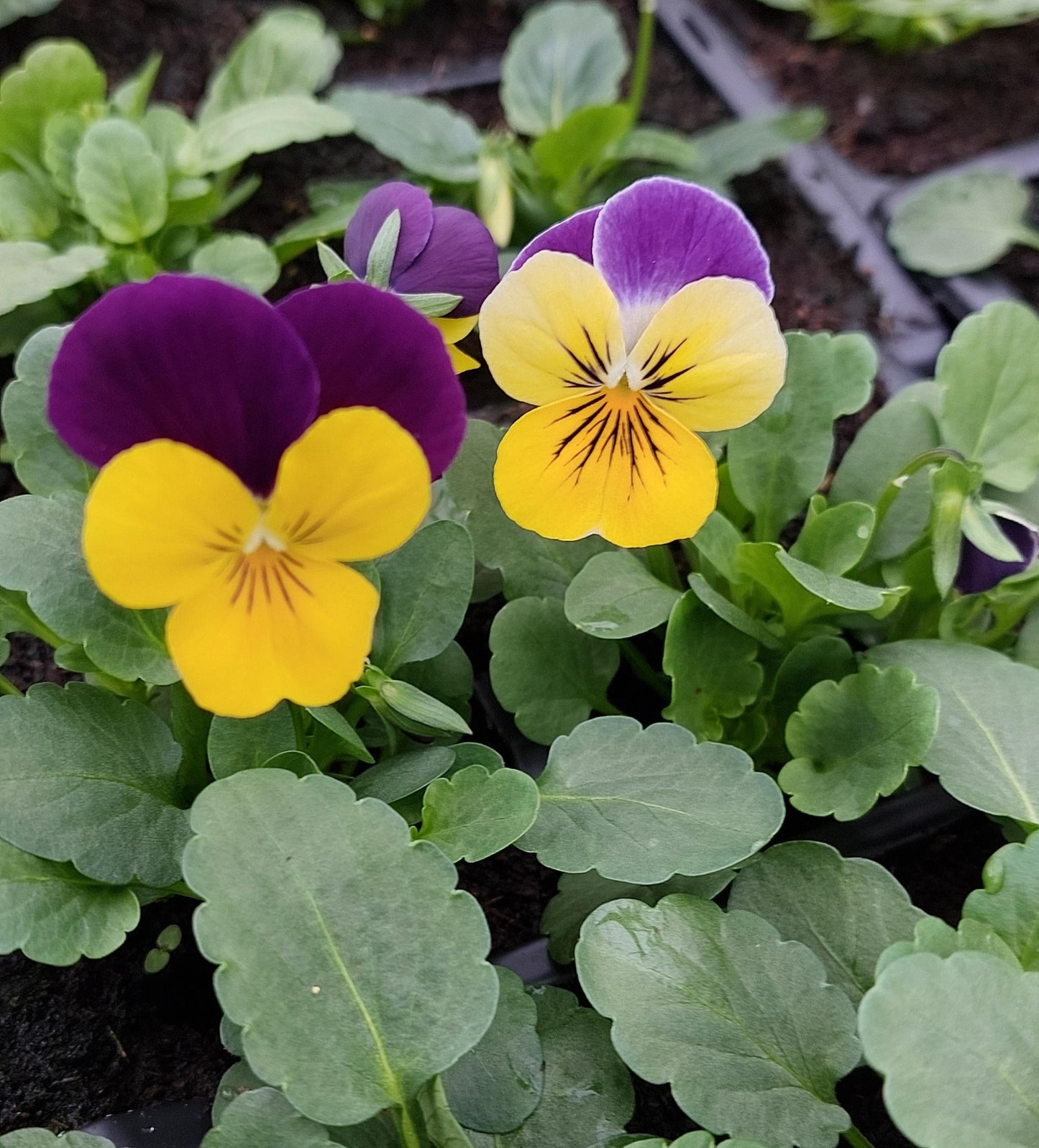 Winter Flowering Violas (local delivery & collection only)