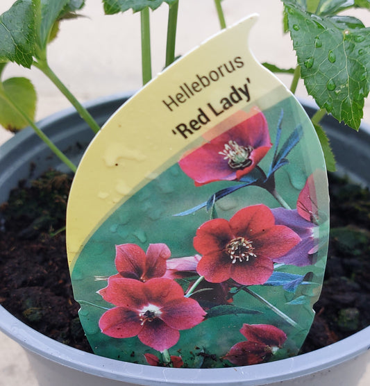 Helleborus-Red Lady (local delivery & collection only)