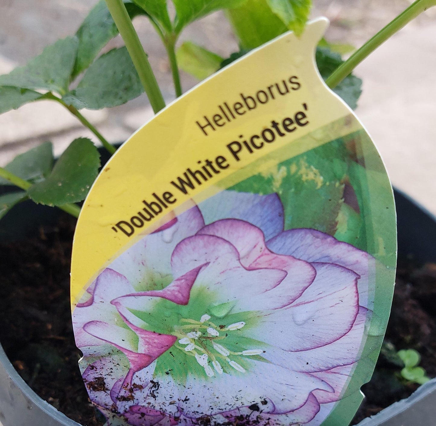 Helleborus-Double White Picotee  (local delivery & collection only)