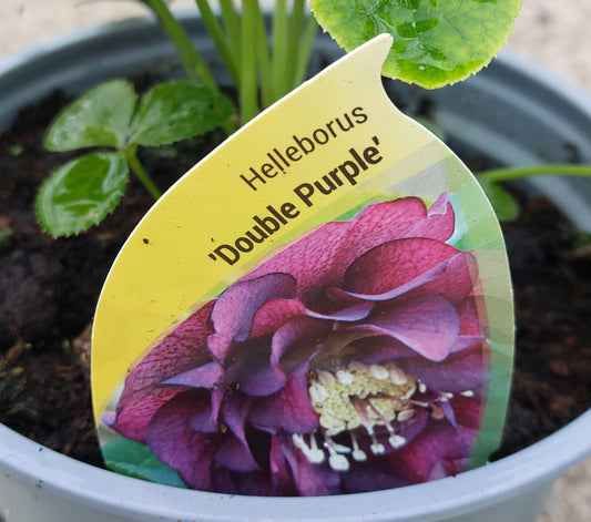 Helleborus-Double Purple (local delivery & collection only)