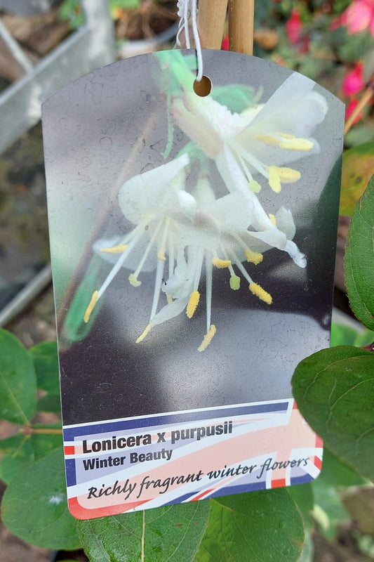 Lonicera x purpusii "Winter Beauty" (local delivery & collection only)