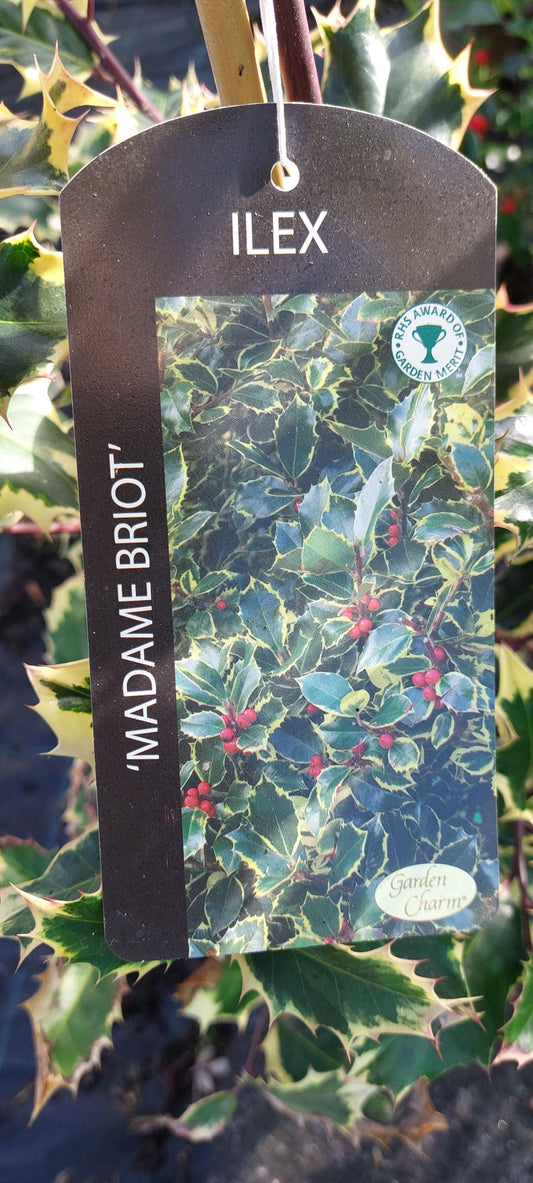 Ilex (Holly) "Madame Briot" (local delivery & collection only)