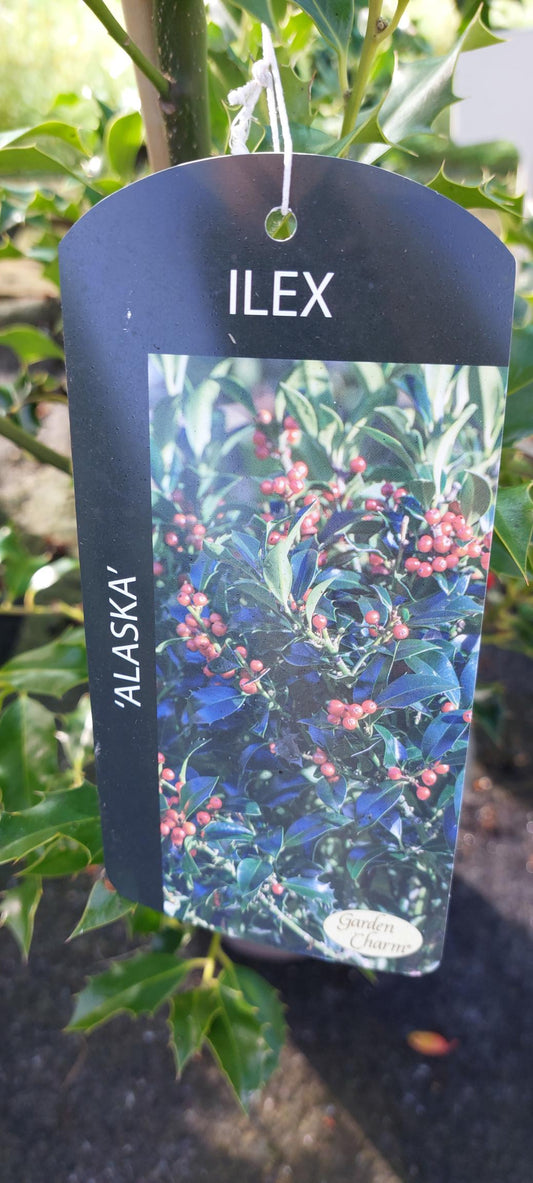 Ilex (Holly) "Alaska" (local delivery & collection only)