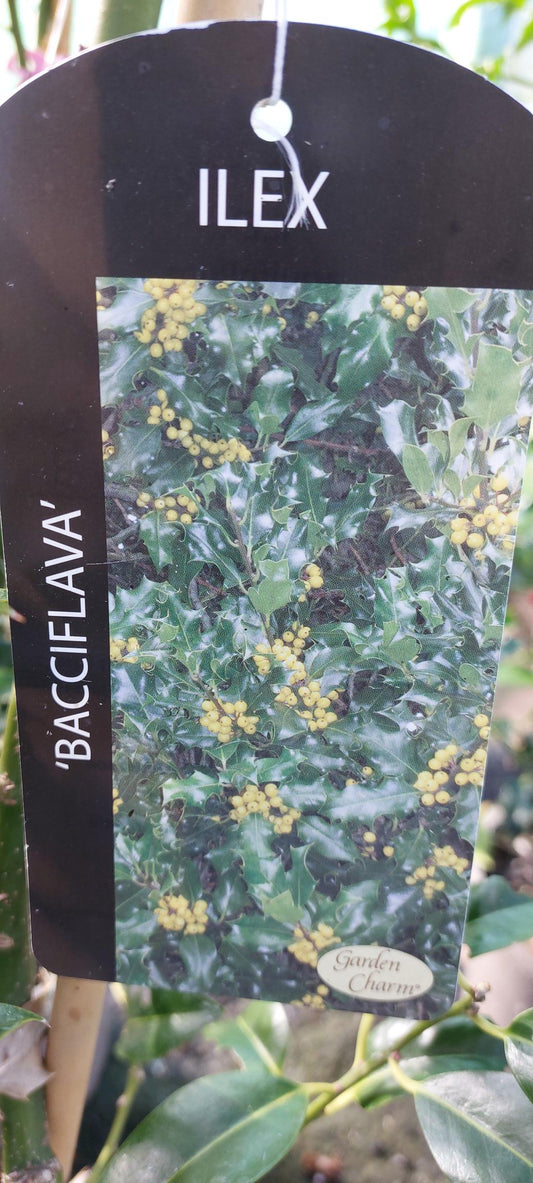 Ilex (Holly) "Bacciflava" (local delivery & collection only)