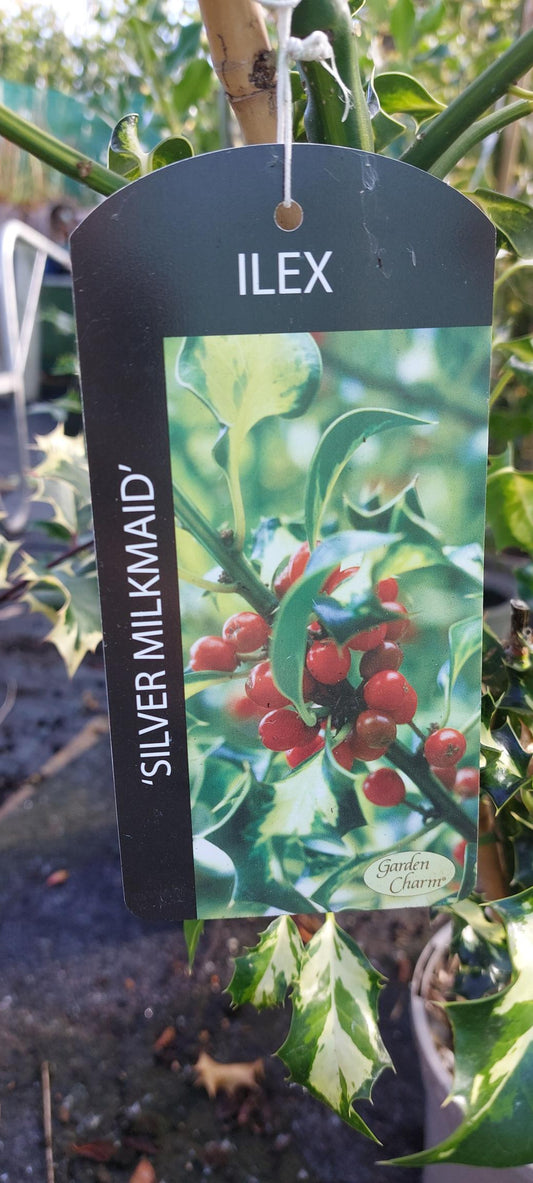 Ilex (Holly) "Silver Milkmaid" (local delivery & collection only)