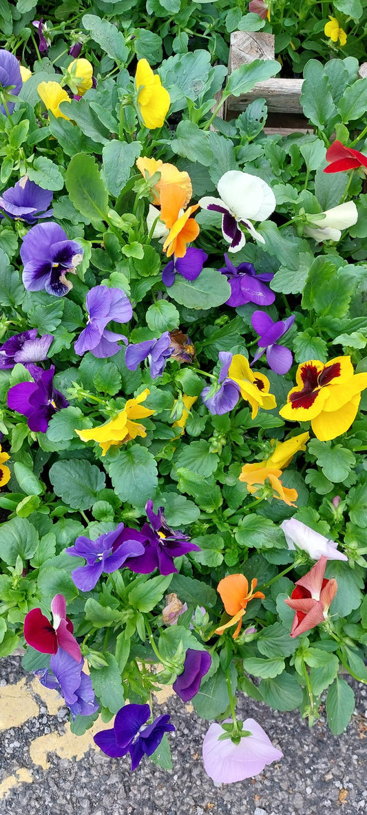 Winter Flowering Pansies (local collection & delivery only)