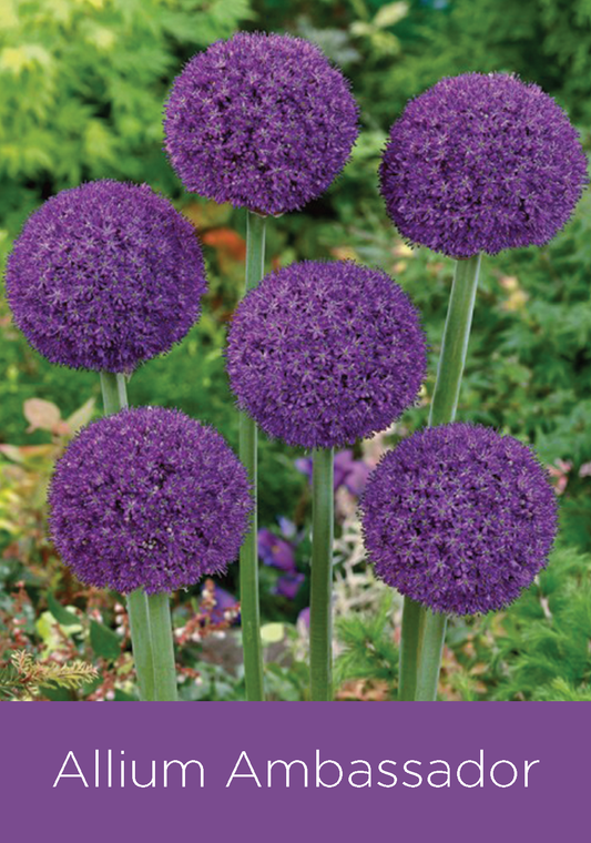 Allium Ambassador