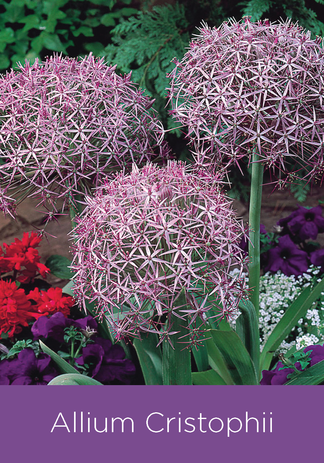 Allium Christophii