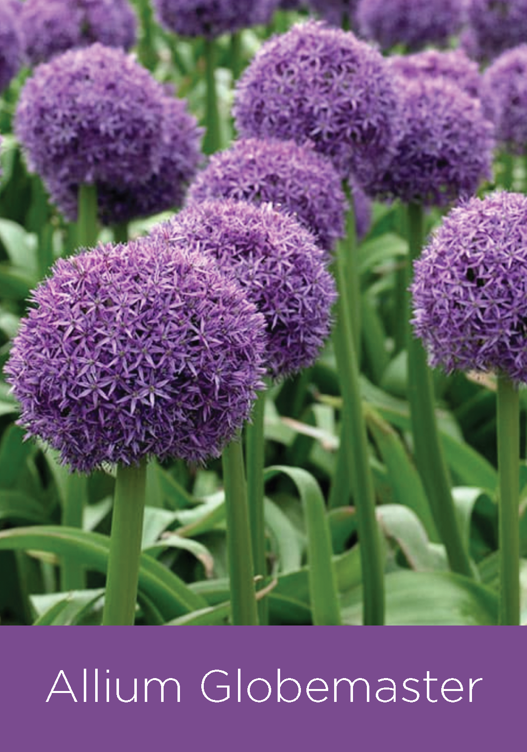 Allium Globemaster