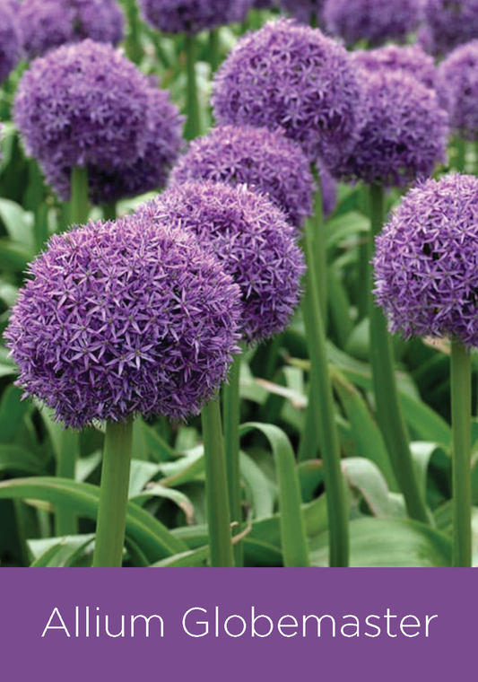 Allium Globemaster