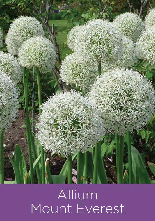 Allium Mount Everest