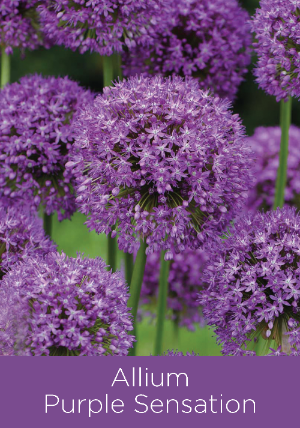 Allium Purple Sensation