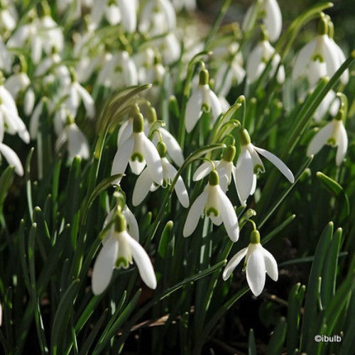 Galanthus Nivalis Single