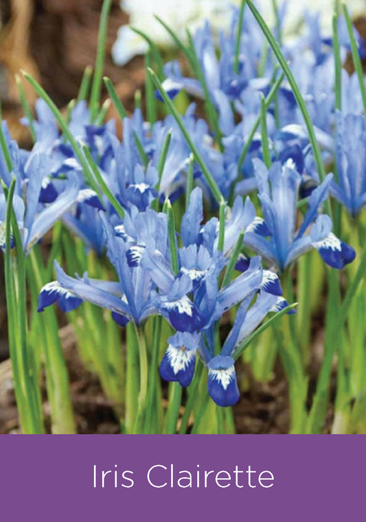 Iris Reticulata Clariette