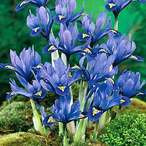 Iris Reticulata Harmony