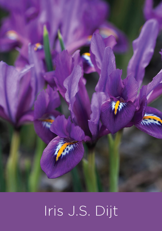 Iris Reticulata JS Dijt