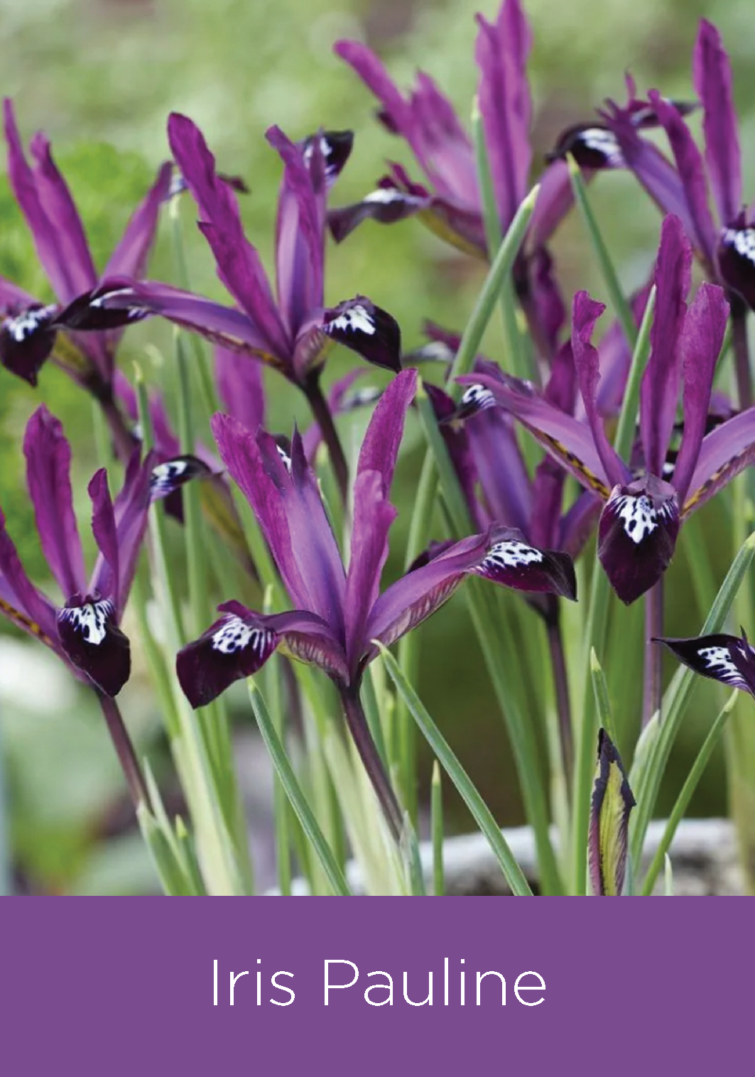 Iris Reticulata Pauline