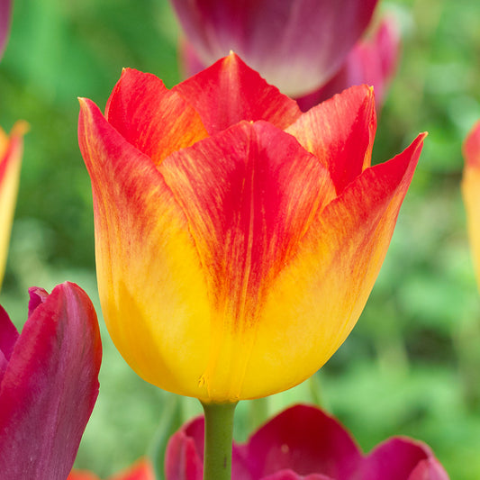 Tulip Suncatcher