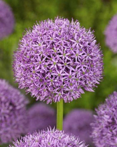 Allium Gladiator