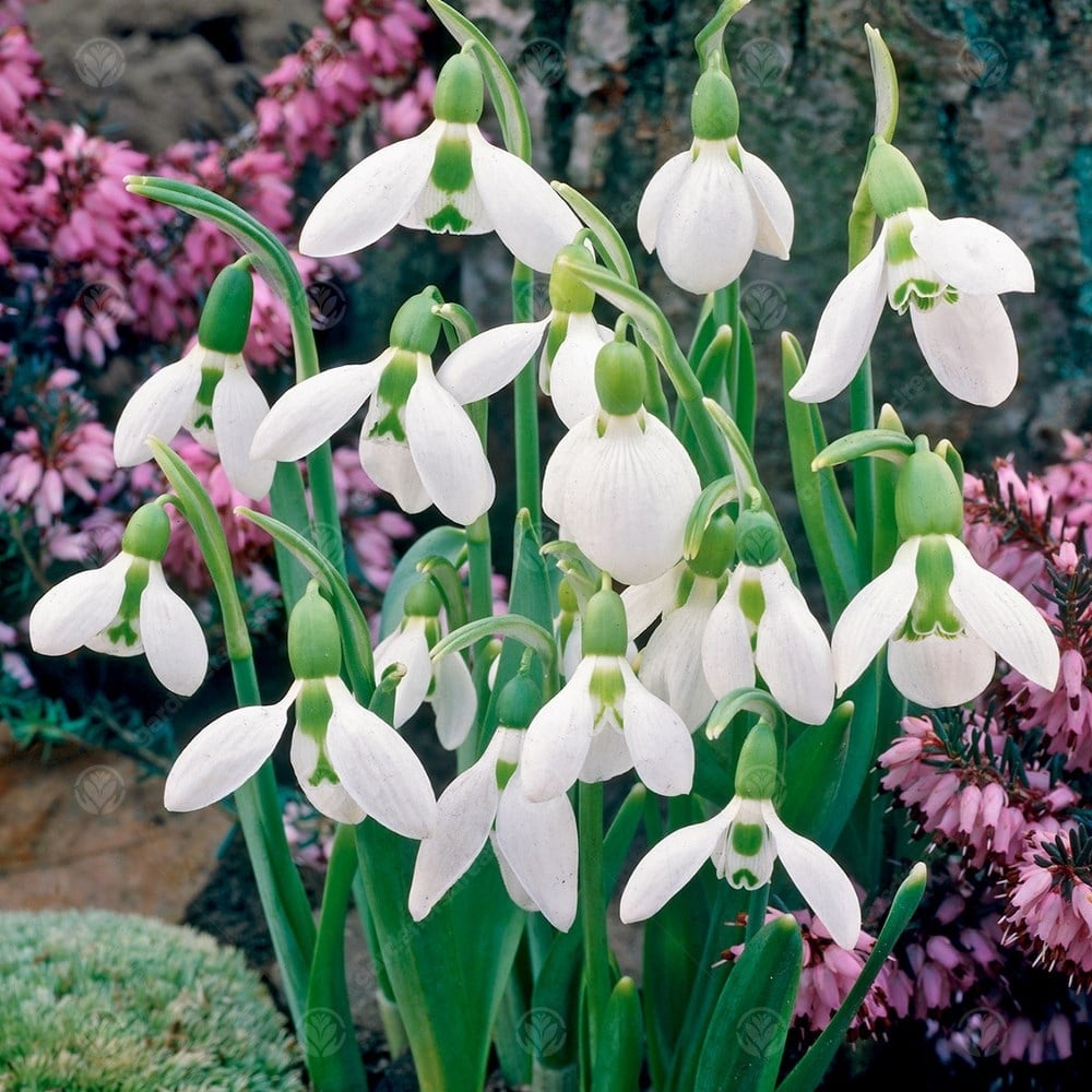 Galanthus Elwesii