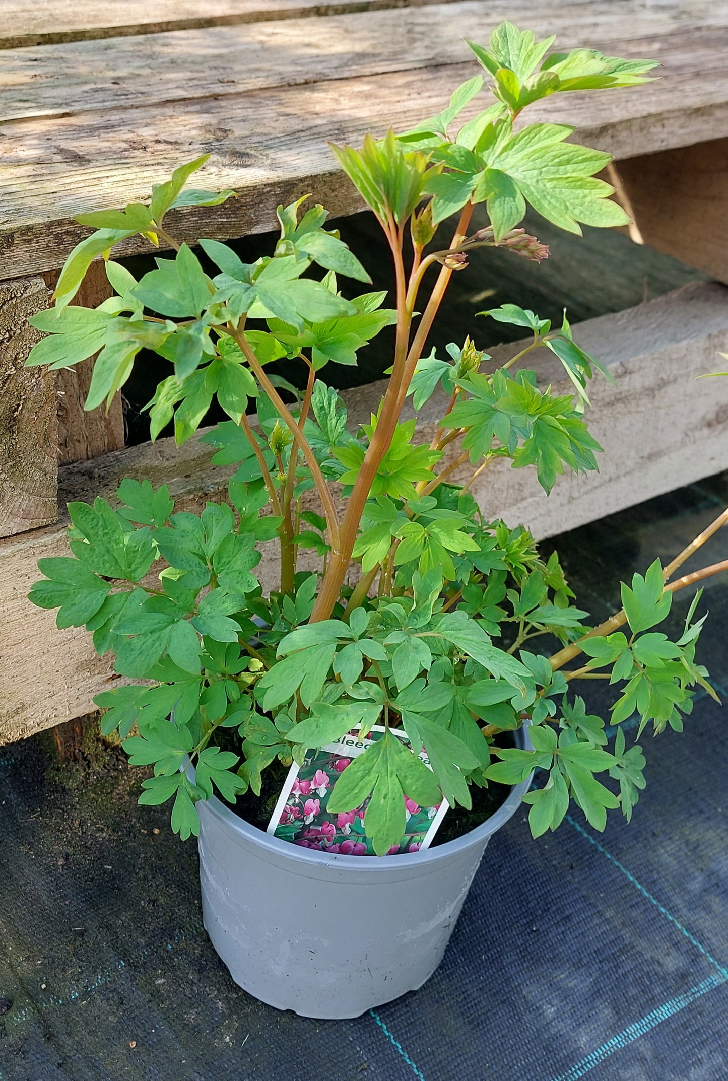 Bleeding Heart (Dicentra)